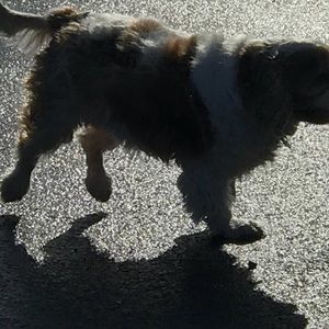 Meet your Posher, Bobbie